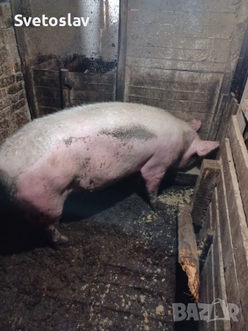 Домашно прасе 