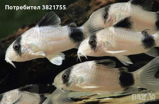 Сомче, сомче коридорас, коридорас панда