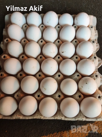  Яйца от черен Легхорн, снимка 2 - Кокошки и пуйки - 53107441