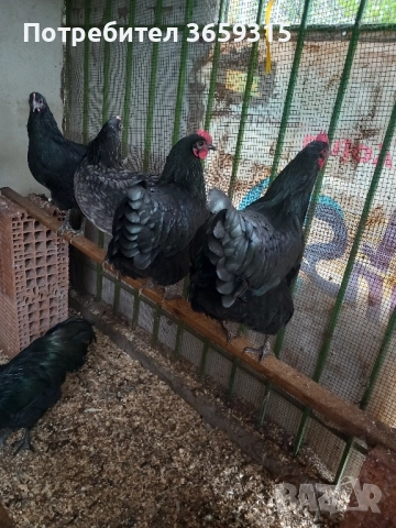 Австралорп , снимка 2 - Кокошки и пуйки - 52397192