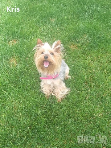 ПОДАРЯВА СЕ йоркширски териер момиче