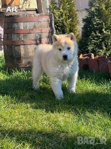 Сибирски хъскита, снимка 8 - Други животни - 53399220