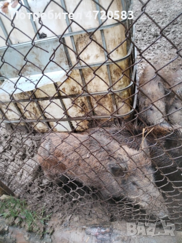 Диви прасета , снимка 2 - Други животни - 53240791