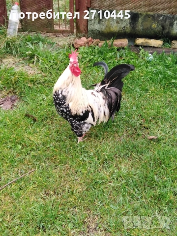 Петел на 1година и 5 месеца, снимка 1