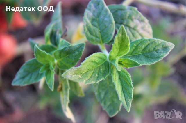 Био етерично масло Essences Bulgaria, Мента, 100% натурално, 10 мл, снимка 2 - Други - 35811543