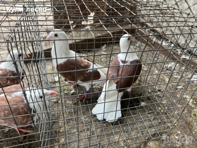 Пощи на капак гълъби , снимка 7 - Гълъби - 52455778