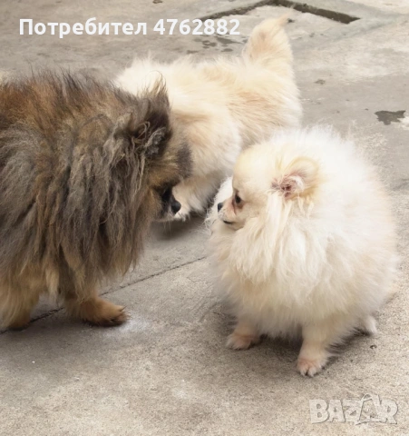 Свободни момичета, снимка 6 - Померан - 53809668