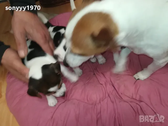 ПРОДАВАМЕ КУЧЕНЦА ДЖАК РЪСЕЛ-УНИКАЛНИ СЛАДУРИ 2701250647, снимка 16 - Джак ръсел териер - 48842521