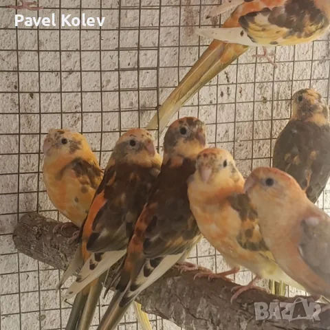 Различни видове екзотични птици , снимка 17 - За птици - 56128993