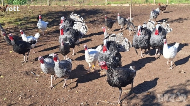 Пуйки, снимка 3 - Кокошки и пуйки - 52688677