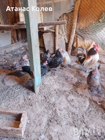  декоративни кокошки 8 евро и петли, снимка 9 - Кокошки и пуйки - 53657317