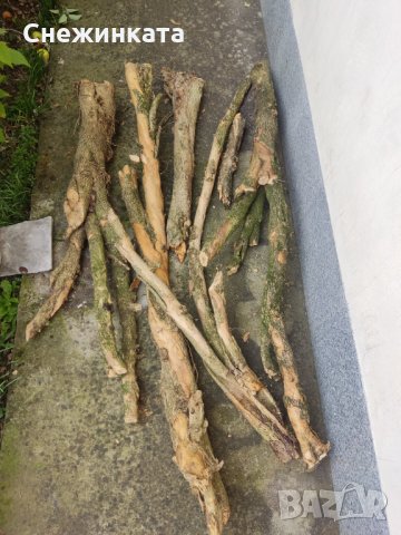 Продавам чемшир- дървен материал (50-150лв/брой), снимка 3 - Други - 34714075