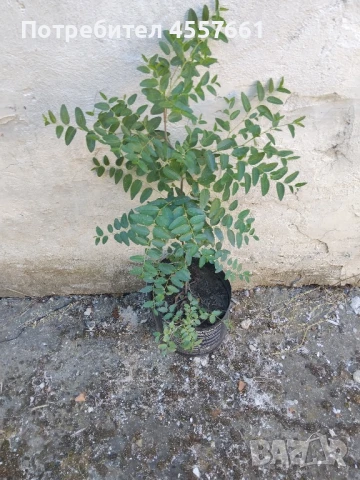 Хинап /Китайска фурма в саксия.