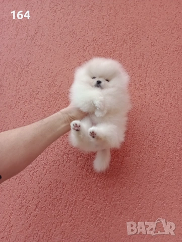 Бяло мини момиченце. Померан., снимка 7 - Померан - 53277500