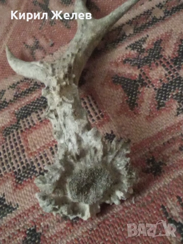 Рог от сръндак 50622, снимка 6 - Антикварни и старинни предмети - 53420897