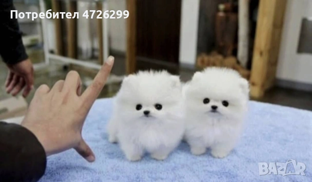 кученца померан