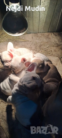 френски булдочета, снимка 16 - Френски булдог - 53112390