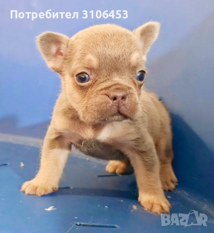 Френски булдог - мини new shade isabella tan, снимка 2 - Френски булдог - 53265857
