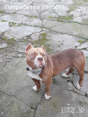 Американско були, снимка 2 - Американски стафордширски териер - 53121428