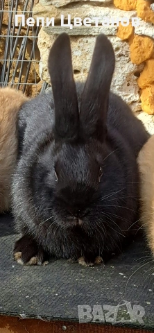 Породисти Зайци 20€, снимка 5 - Други животни - 53753122