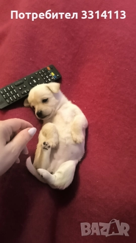 чихуахуа , снимка 5 - Чихуахуа - 52935666