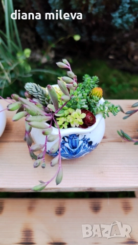 Гърнета аранжирани със сукуленти!, снимка 11 - Декорация за дома - 52496408
