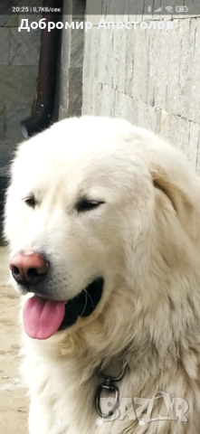 Българско овчарско куче - каракачанка