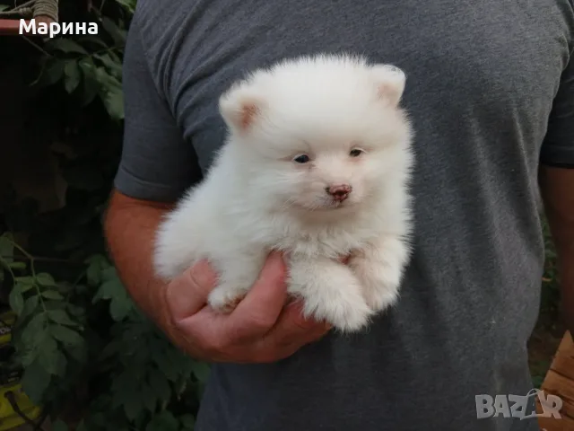 Кученце померан, снимка 2 - Померан - 55936531