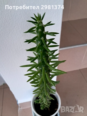 Кактус, снимка 3 - Стайни растения - 53246000