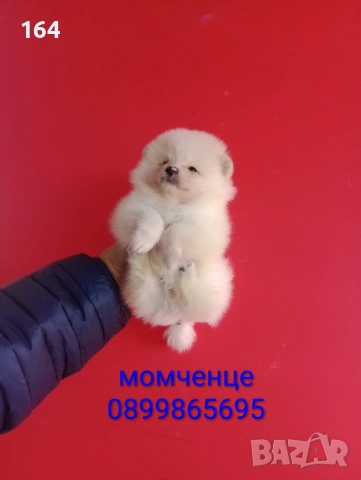 Померани. Мъжки и женски Померанчета. Реални снимки!, снимка 13 - Померан - 53082394