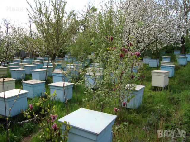 Пчелни семейства, ДБ, снимка 3 - За пчели - 39910963