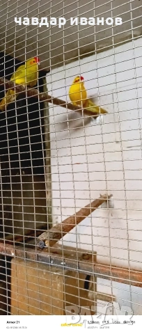 какарики и вълнисти папагали , снимка 4 - Папагали - 53526178