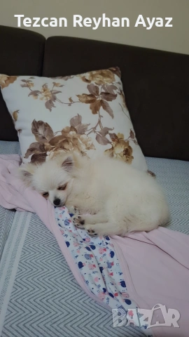 мини Померан Женско, снимка 4 - Померан - 53642493