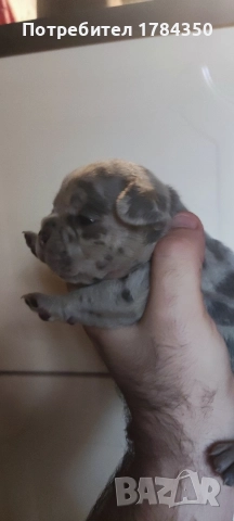 Френски Булдог Мерле, снимка 4 - Френски булдог - 52585070