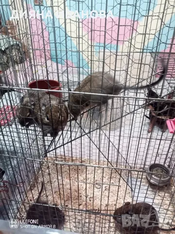 Катерички дегу, снимка 7 - Търси партньор - 48394449