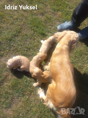 Кокер шпаньолчета, снимка 6 - Шпаньоли - 53474189