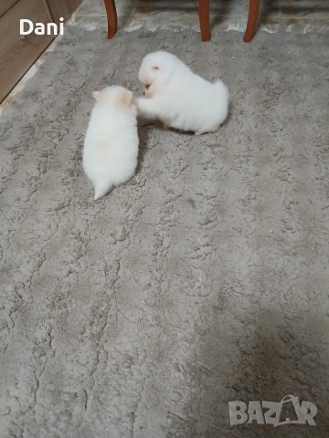 Mini Pomeran, снимка 13 - Померан - 53406474