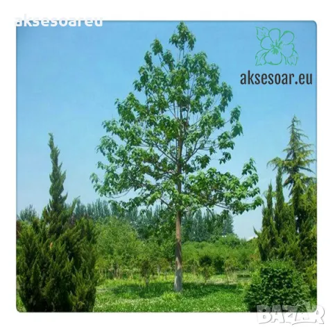 400 Качествени семена от медоносно дърво пауловния томентоса за пчелари дървен материал и сянка , снимка 13 - Сортови семена и луковици - 50391176