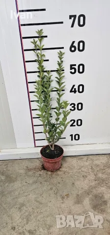 Лигуструм на гол корен и в саксия 