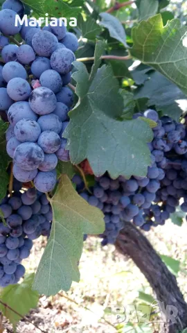 Продавам грозде памид и мерло, снимка 4 - Домашни продукти - 56152226