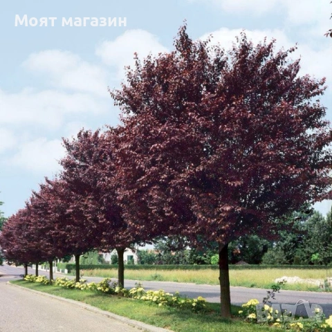 Червенолистна слива , снимка 4 - Градински цветя и растения - 53630781