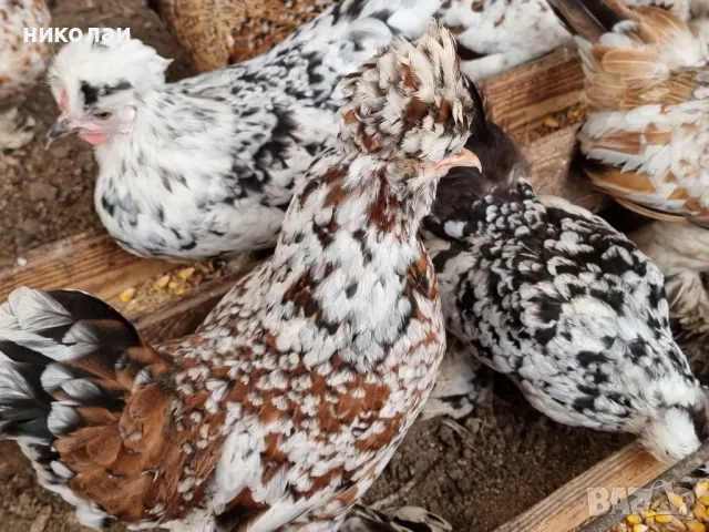 продавам яйца от бреговска джинка, снимка 4 - други­ - 49700485