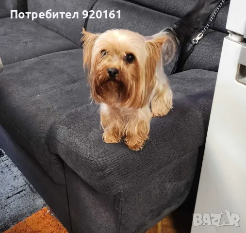 Мини Йорки за разплод, снимка 6 - Йоркширски териер - 49604839