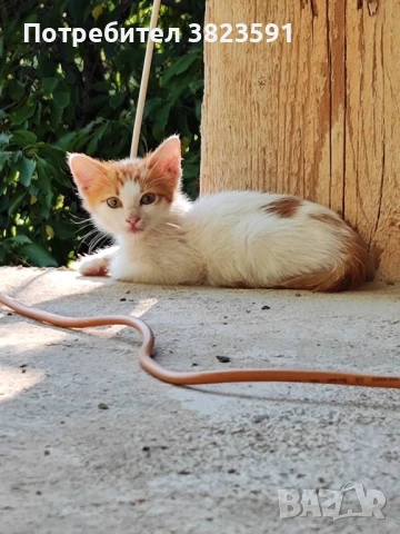 Подарявам котенца, снимка 1