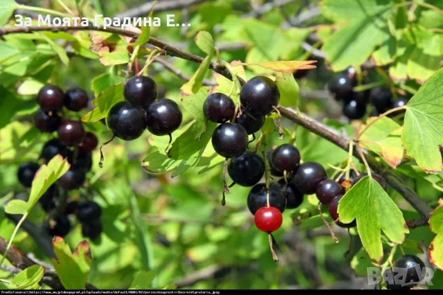 Йоща Плоден храст, снимка 2 - Градински цветя и растения - 49494216