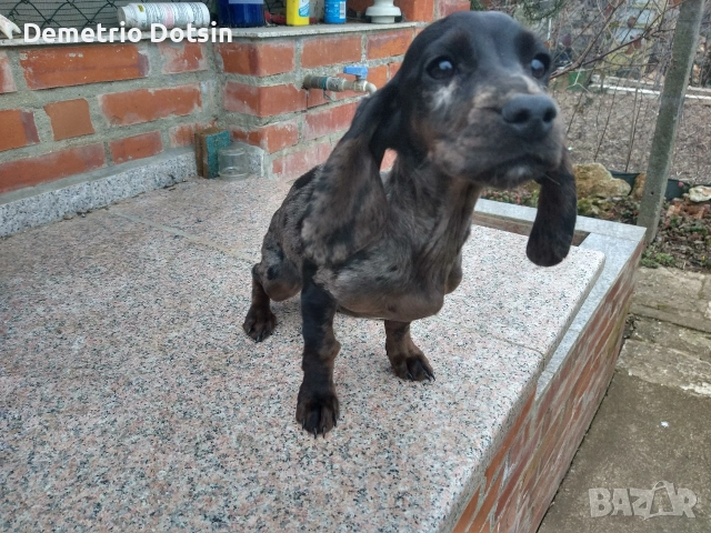 Дакел кученце 