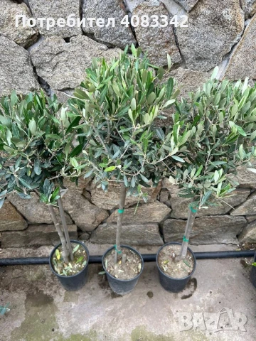 Маслиново дръвче, снимка 2 - Градински цветя и растения - 50495125