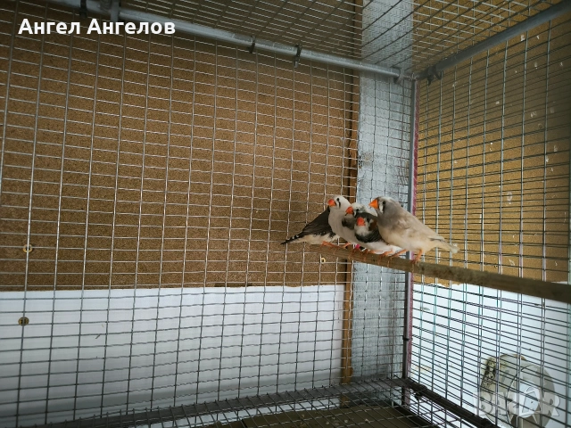 зеброви амадини , снимка 2 - Амадини - 53218756