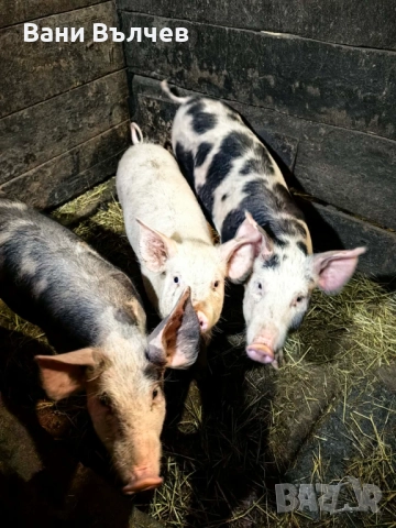 Продавам прасенца