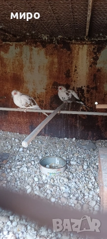 Шарени Диамантени гугутки!, снимка 17 - други­ - 51645799